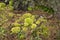 Closeup evergreen green moss in nature , Beautifull green moss i