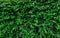 Closeup evergreen hedge plants. Small green leaves in heage wall texture background. Eco evergreen hedge wall. Ornamental plant in