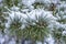 Closeup of an Evergreen Pine Tree with Needles and Small Pine Cones and Covered with Snow