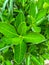 Closeup of evergreen spindle leaves with selective focus on foreground