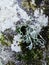 Closeup of Evernia prunastri on the oak tree, a species of lichen