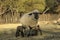 A closeup of an Ewe sheep standing while her new born baby lambs are drinking from her with the cute bums in the air