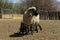 Closeup of an ewe sheep with twin lambs by her sides
