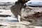 Closeup of an excavator scraping sand