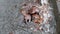 Closeup of excessive rainwater flooding down a residential street gutter, over a storm drain blocked by dead leaves