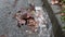 Closeup of excessive rainwater flooding down a residential street gutter, over a storm drain blocked by dead leaves