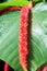 Closeup of an exotic flower Acalypha hispida lying symmetrical on its leaf with a shallow depth of field