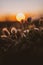 Closeup of exotic plants surrounded by greenery with a beautiful sunset on the blurry background