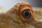 Closeup of the eye of a central bearded dragon. Pogona vitticeps.