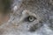 Closeup of the eye of a gray wolf