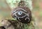 Closeup of the Eye of Horus, also known as wadjet, wedjat or udjat