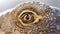 closeup of the eye of a lizard, macro photography of this cold blood reptilian animal