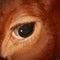 Closeup of eye of a red Holstein cow