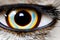 the closeup eyeballs of human and some living animals.