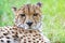 Closeup of the face of an adult cheetah laying in the cool grass