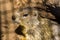 Closeup of the face of a alpine marmot, wild squirrel specie from the Alps of Europe
