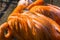 Closeup of the face of an american flamingo, typical bird behavior, tropical animal specie from Cuba