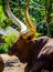 Closeup of the face of a ankole watusi, cow head with large horns, popular breed from America
