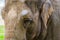 Closeup of the face of a asian elephant, beautiful portrait of a endangered animal specie from Asia