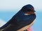 Closeup of face of barn swallow, Hirundo rustica