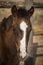 Closeup of the face of a beautiful Peruvian horse on a farm