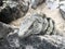 Closeup face and body of reptile. Lizard with open eys, danger face scaly and spiny skin. Mexican grey striped iguana on the stone