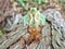 Closeup of a face of a brown cicada on a tree in the morning