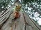 Closeup of a face of a brown cicada on a tree in the morning