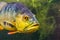 Closeup of the face of a butterfly peacock bass, popular and colorful cichlid fish specie from the rivers of America