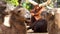 Closeup of the face of a camel moving its lips, funny and typical animal behavior