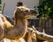 Closeup of the face of a camel, popular animal used for transportation