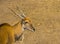 Closeup of the face of a common eland, tropical antelope specie from Africa