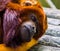 Closeup of the face of a coppery titi, exotic red monkey, tropical primate specie from south America