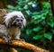 Closeup of the face of a cotton top tamarin monkey, critically endangered animal specie, tropical primates