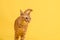 Closeup face of cute cat orange standing on bright yellow background