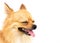 Closeup face of cute puppy pomeranian yawning with white background, dog healthy concept, selective focus