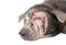 Closeup face of dog sick leprosy skin problem with white background