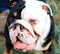 Closeup of the face of English/British Bulldog Dog looking at the side