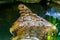 Closeup of the face of a false gharial crocodile under water, tropical and vulnerable animal specie from Asia