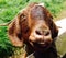 Closeup face farm pet goat New Zealand