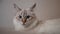 Closeup face of fluffy cat looking at camera turning away in slow motion. Close-up portrait of furry beige fawn kitten