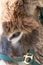 Closeup of a face of a furry donkey on a farm