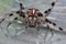 Closeup face of giant spider