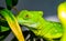 Closeup of the face of a green plumed basilisk, tropical reptile specie from America