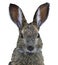 Closeup of the face of hare, funny easter bunny head isolated on a white background