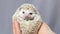 Closeup face of hedgehog. Cute white hedgehog. A hedgehog on a girlâ€™s palm.