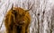 Closeup of the face of a highland cattle, scottish cow, popular domesticated farm animal