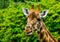 Closeup of the face of a kordofan giraffe chewing, critically endangered animal specie from Sudan in Africa