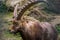 Closeup of the face of a male alpine ibex with a broken horn, Animal from the European alps