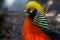 Closeup of the face of a male golden pheasant, colorful tropical bird specie from China and america